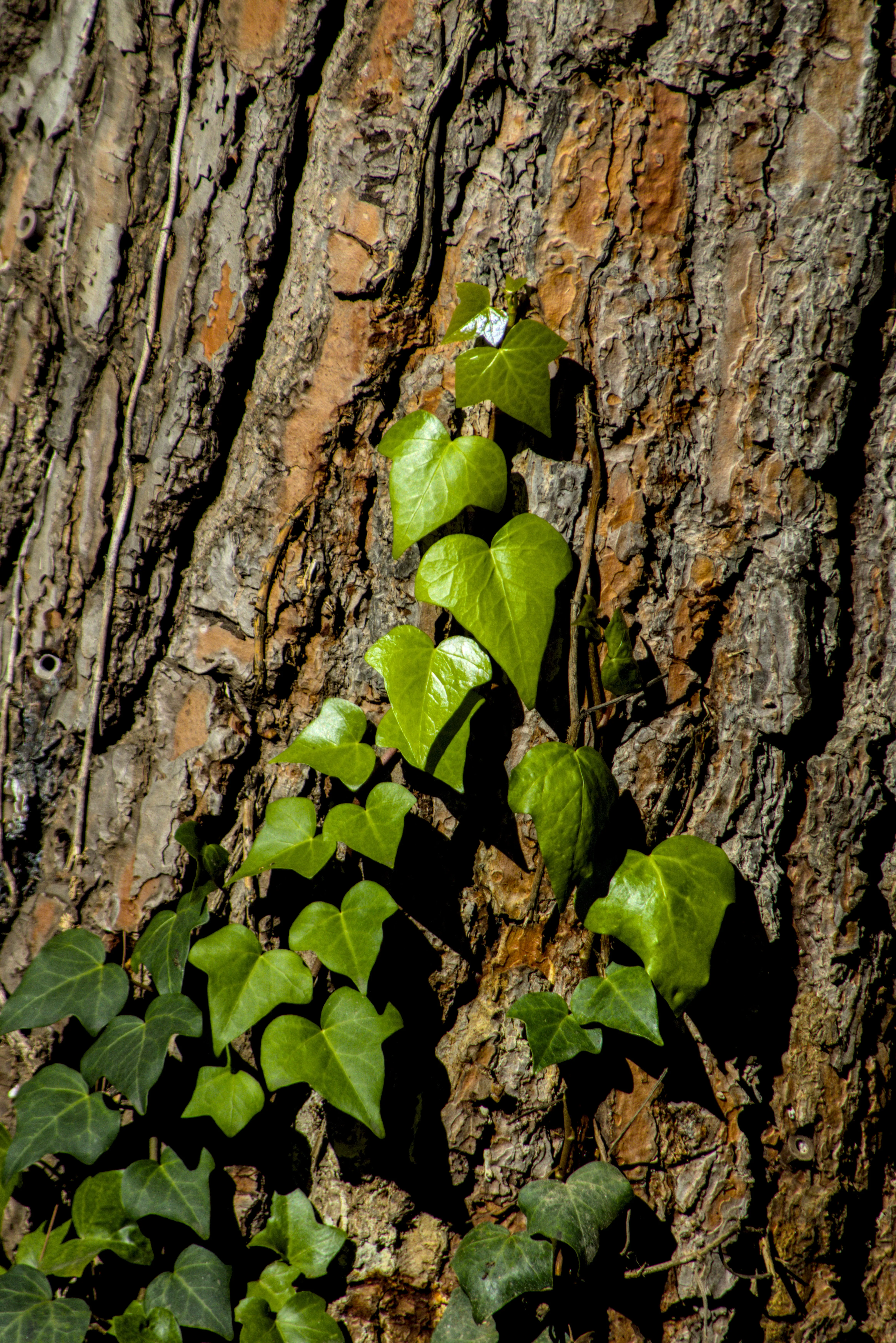 Tamron 28-300mm F3.5-6.3 (EF) - _I4A7102.webp